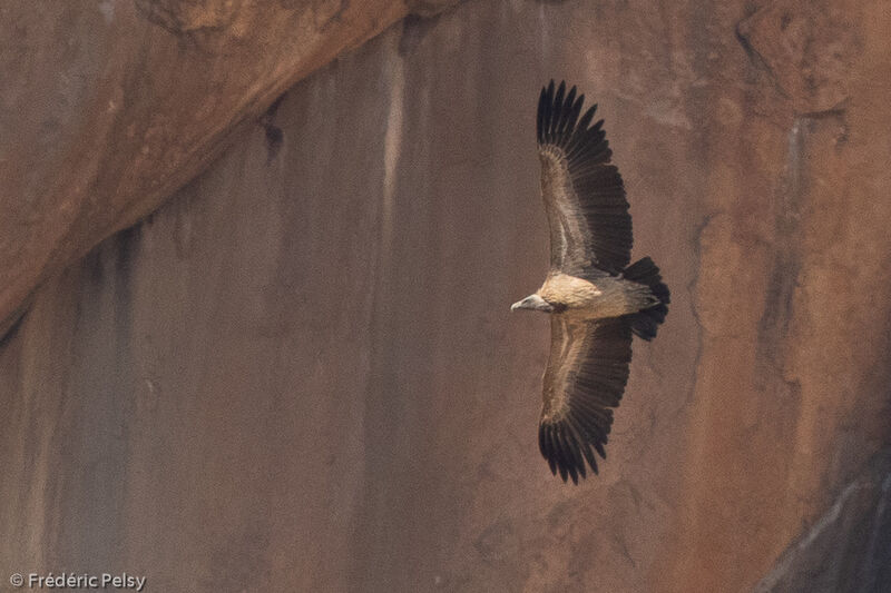 Indian Vulture