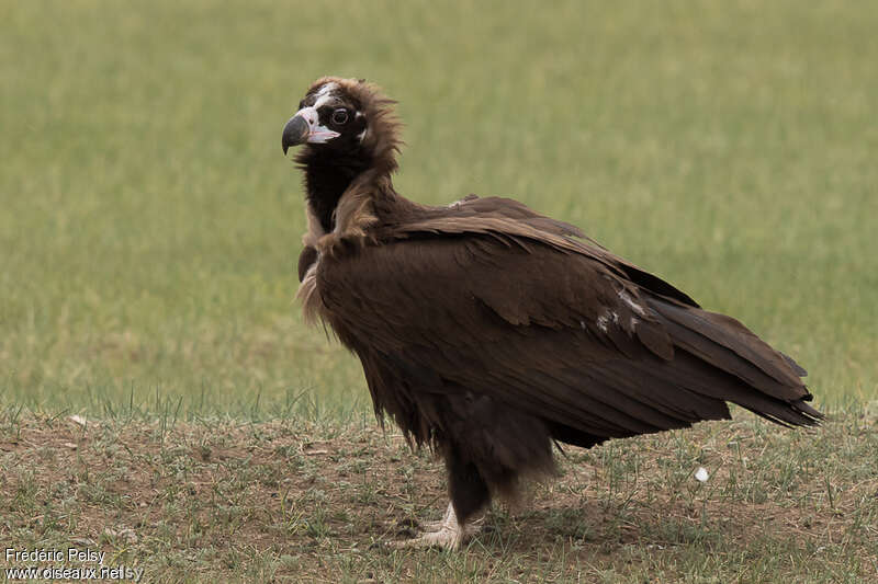 Vautour moinejuvénile, identification