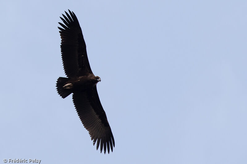 Cinereous Vulture