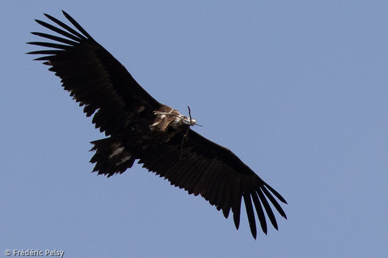 Cinereous Vulture