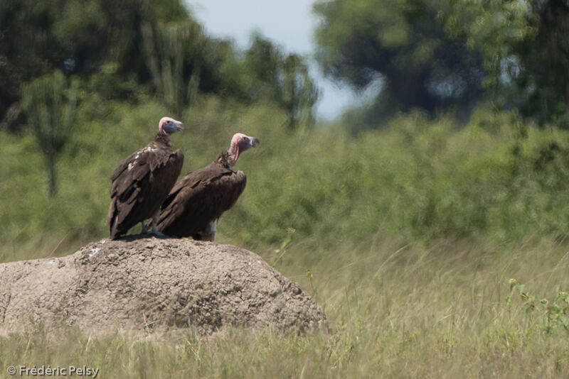 Lappet-faced Vulture