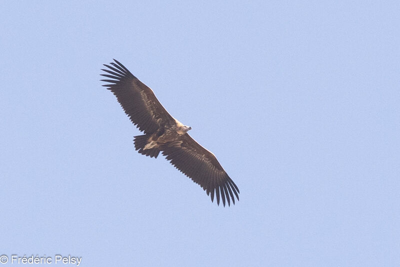 Lappet-faced Vulturejuvenile, Flight