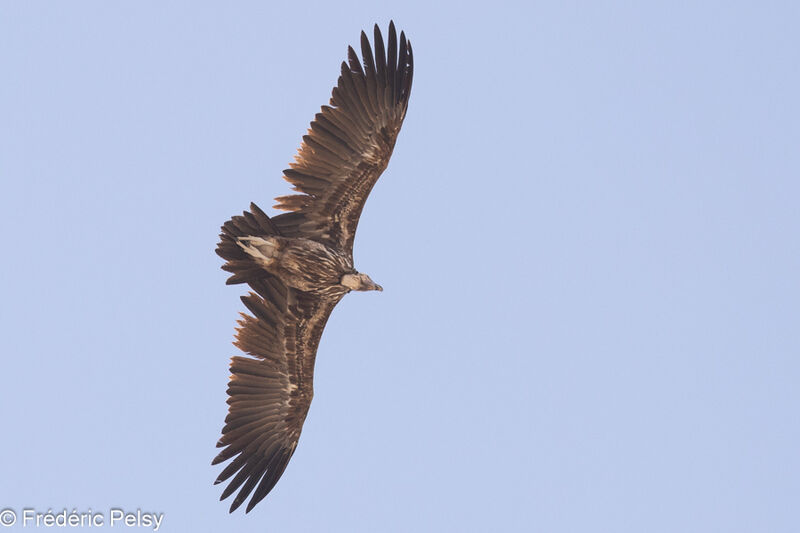 Lappet-faced Vultureadult, Flight