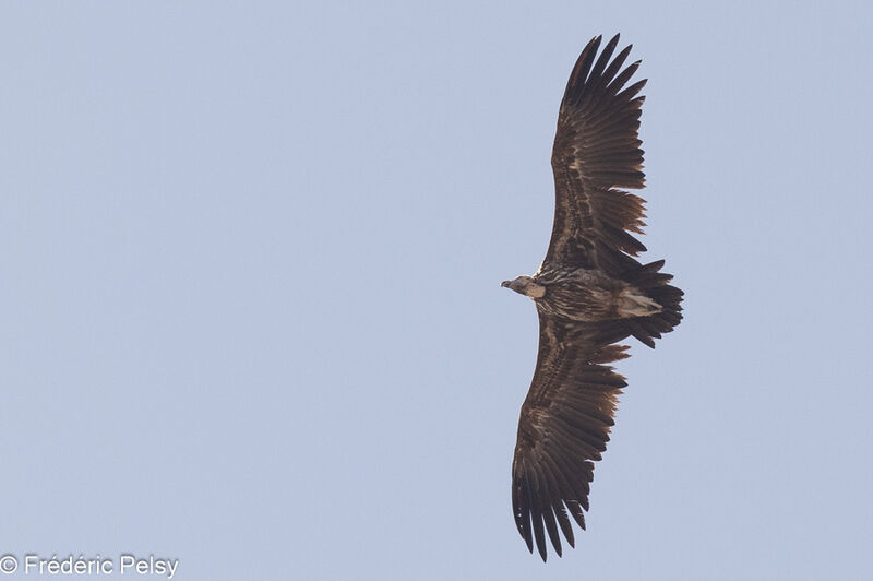 Lappet-faced Vultureadult, Flight