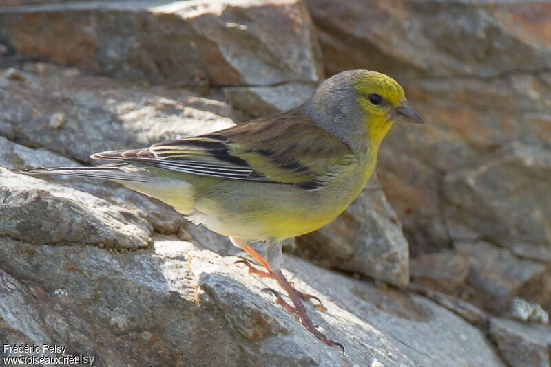 Corsican Finch male adult breeding, pigmentation