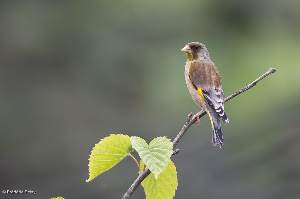 Oriental Greenfinch