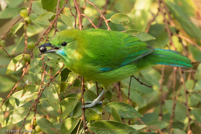 Verdin à ailes bleues femelle adulte, composition, mange