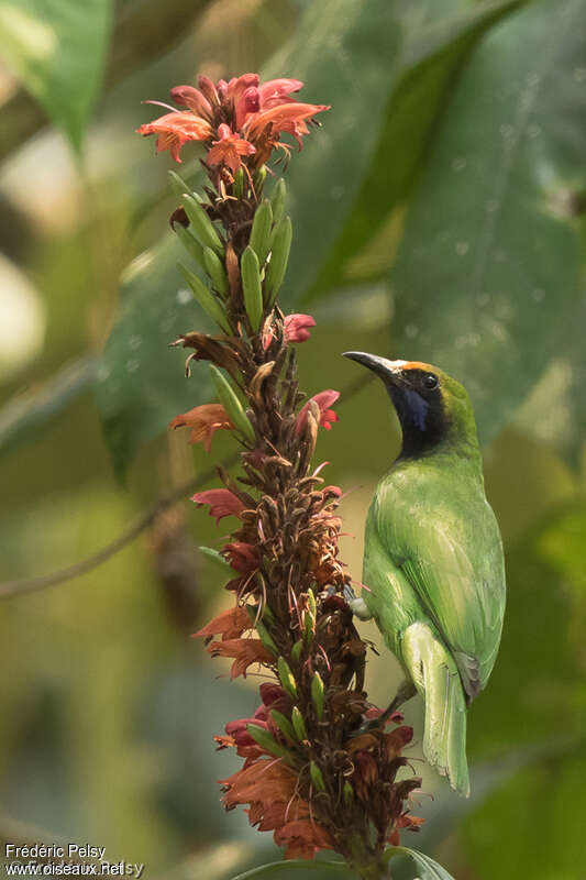 Golden-fronted Leafbirdadult, pigmentation, fishing/hunting