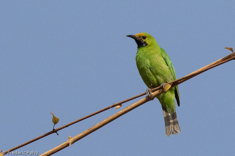 Golden-fronted Leafbird