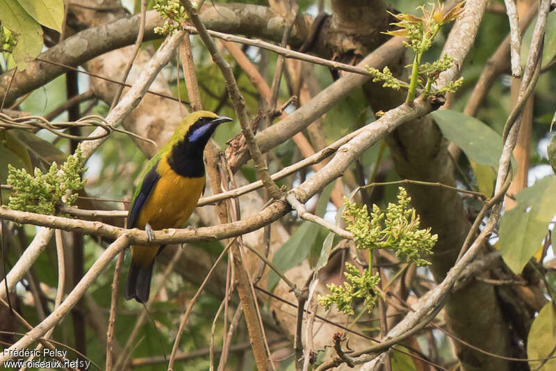 Verdin de Hardwick mâle adulte, identification