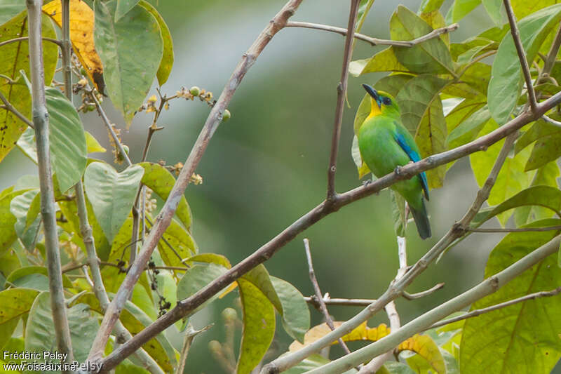 Yellow-throated Leafbirdadult