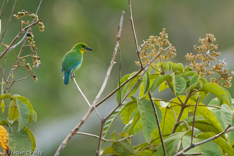 Yellow-throated Leafbird