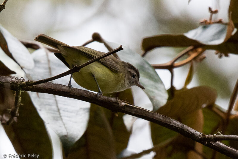 Brown-capped Vireo