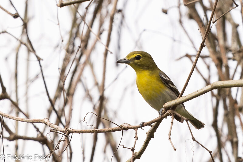 Yellow-throated Vireo