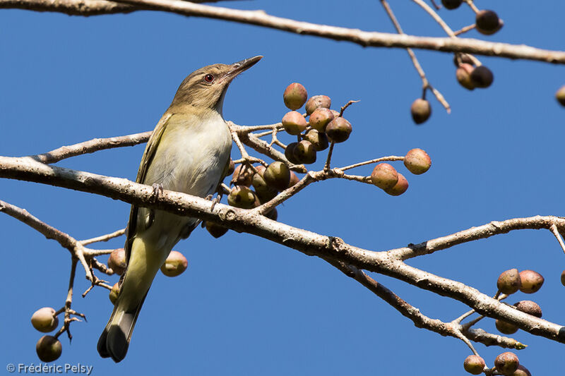 Black-whiskered Vireoadult