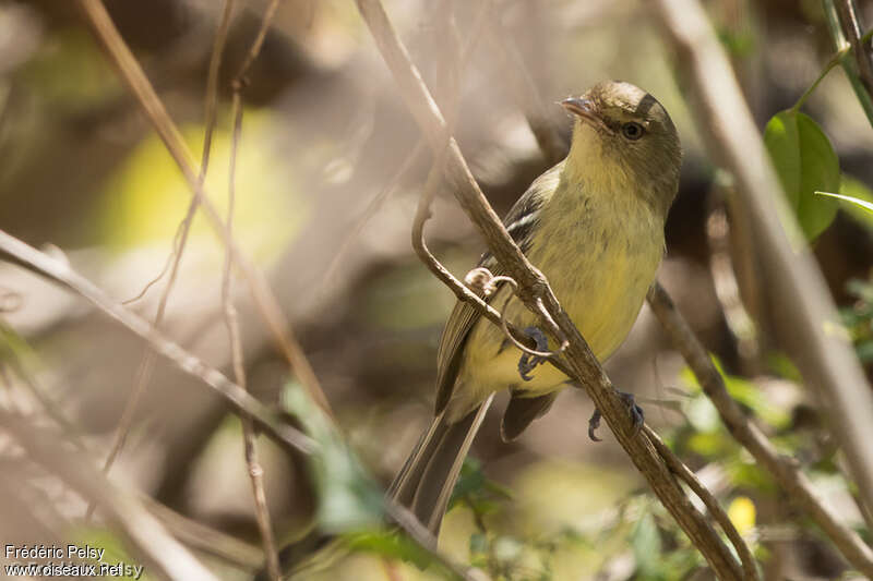 Flat-billed Vireoadult