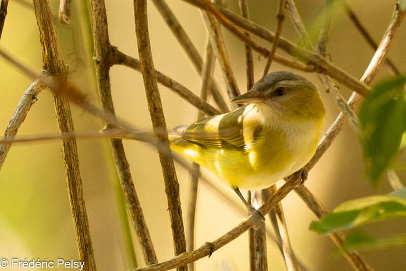 Yellow-green Vireo