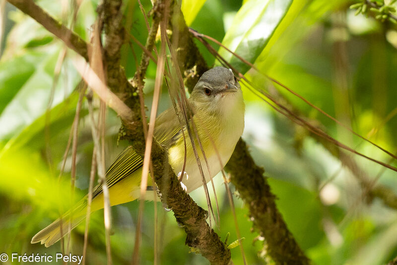 Yellow-green Vireo