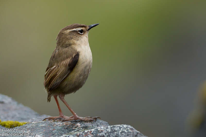 New Zealand Rockwren female adult, identification