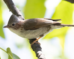 Yuhina à bandeau