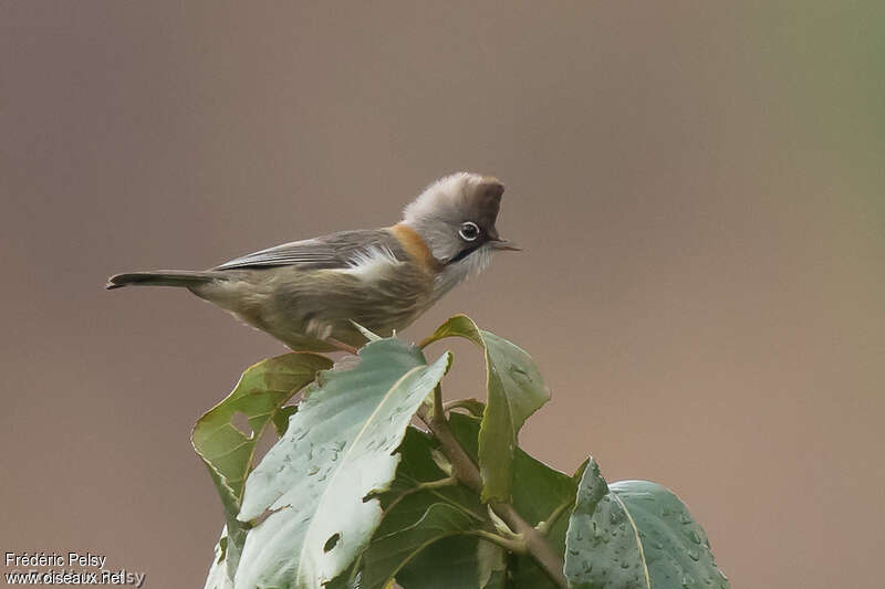 Yuhina à cou rouxadulte, identification