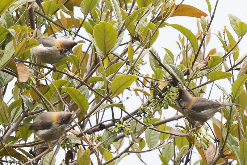 Whiskered Yuhina