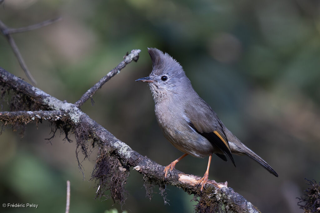 Yuhina à gorge striée