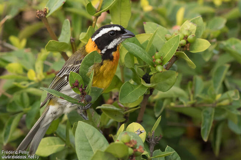 Puerto Rican Spindalis male adult