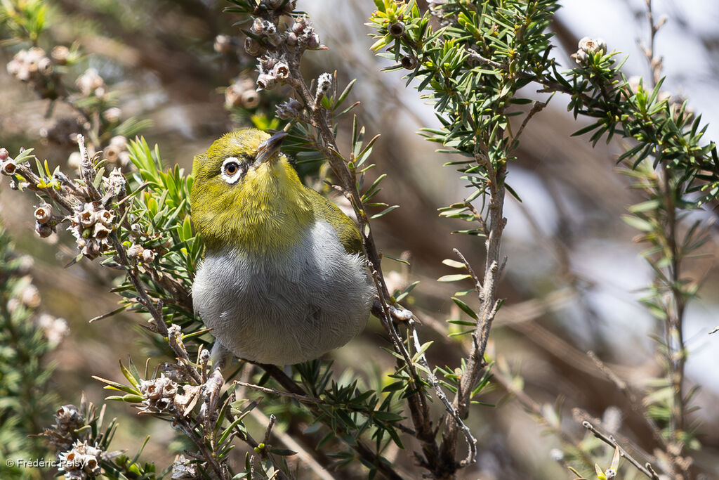 Silvereye