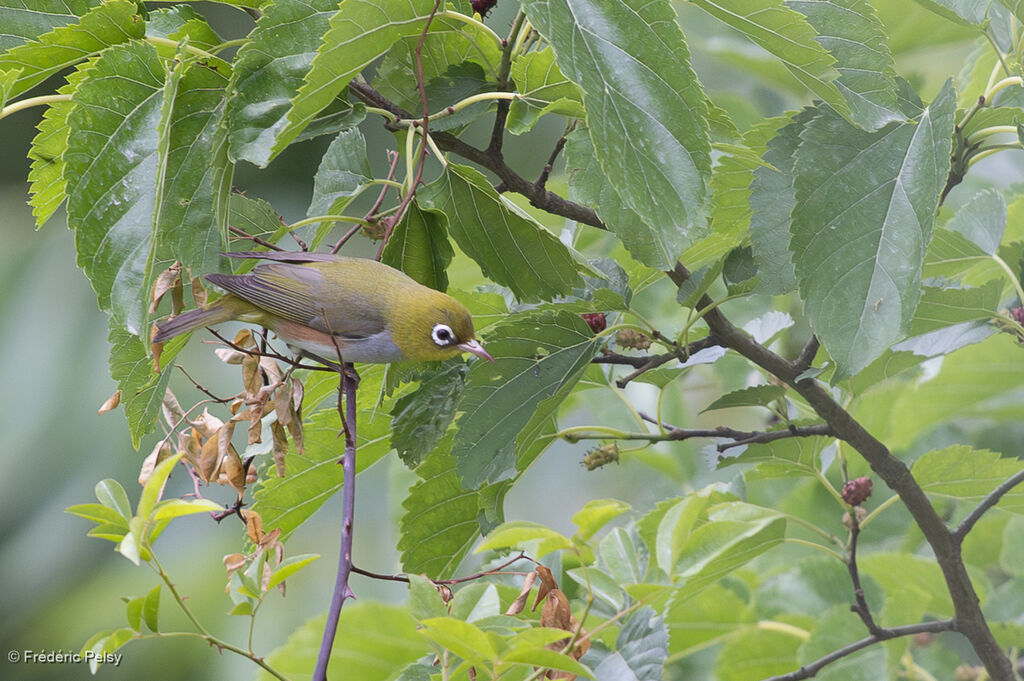 Zostérops à flancs marron