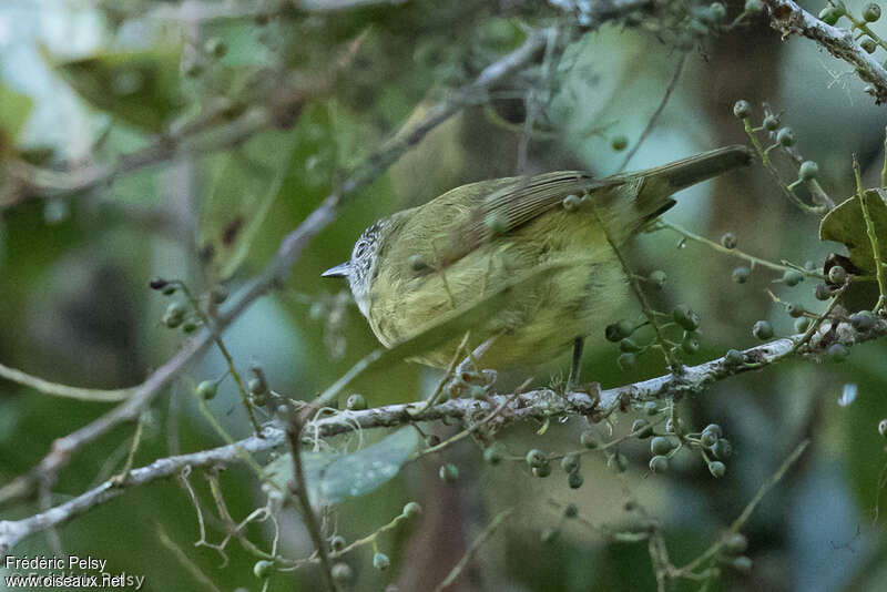 Streak-headed White-eye