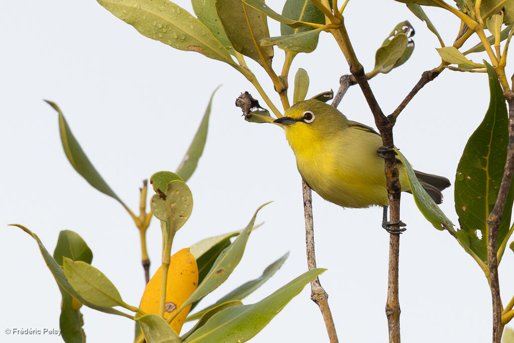 Zostérops à ventre citron