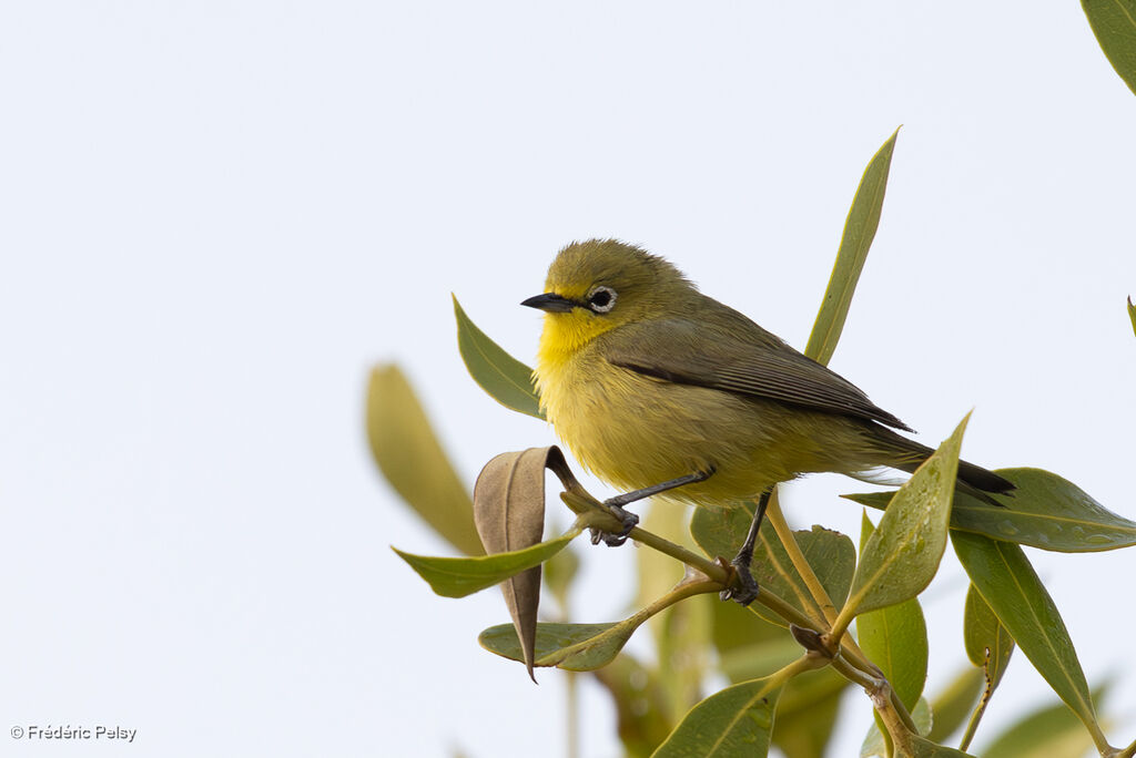 Lemon-bellied White-eye