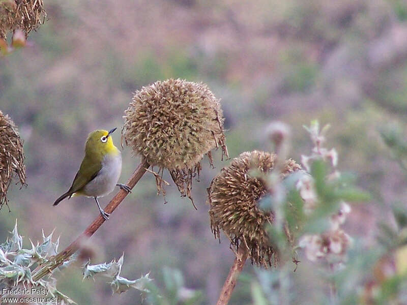 Ethiopian White-eyeadult, feeding habits