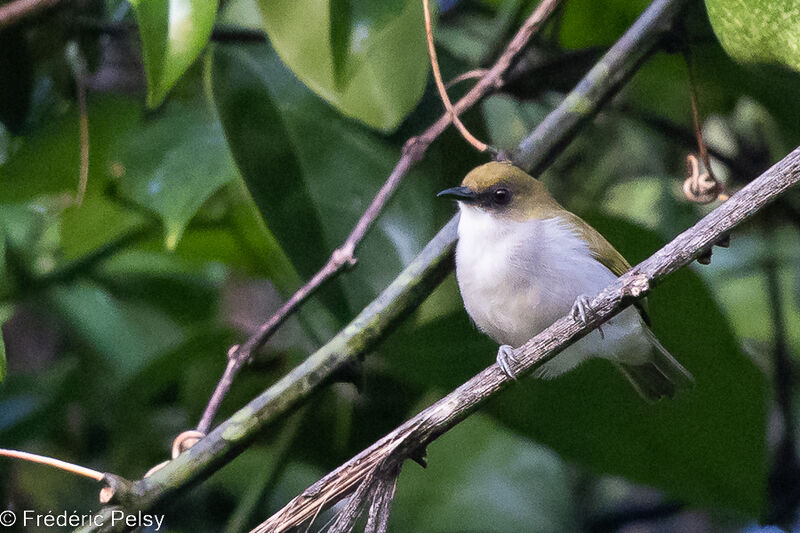 Biak White-eye