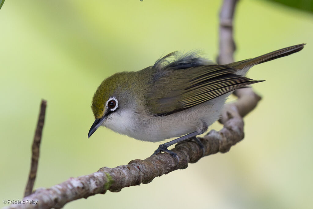 Zostérops de Christmas