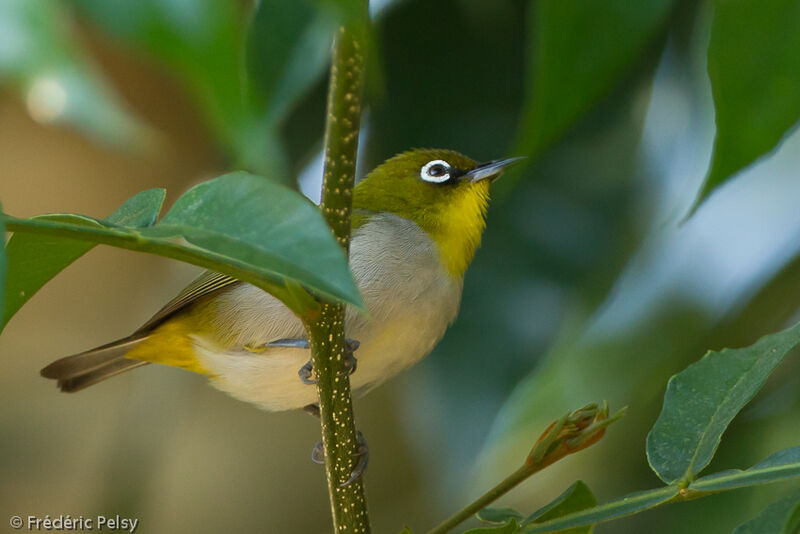 Malagasy White-eyeadult