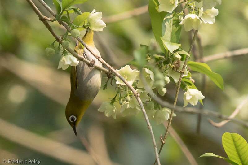 Zostérops oriental