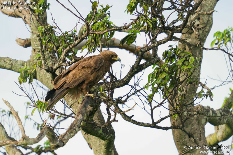 Aigle de Wahlbergadulte