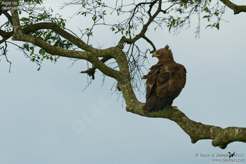 Aigle de Wahlbergadulte