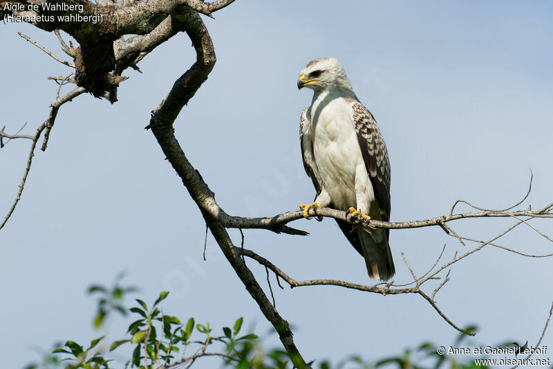 Wahlberg's Eagle