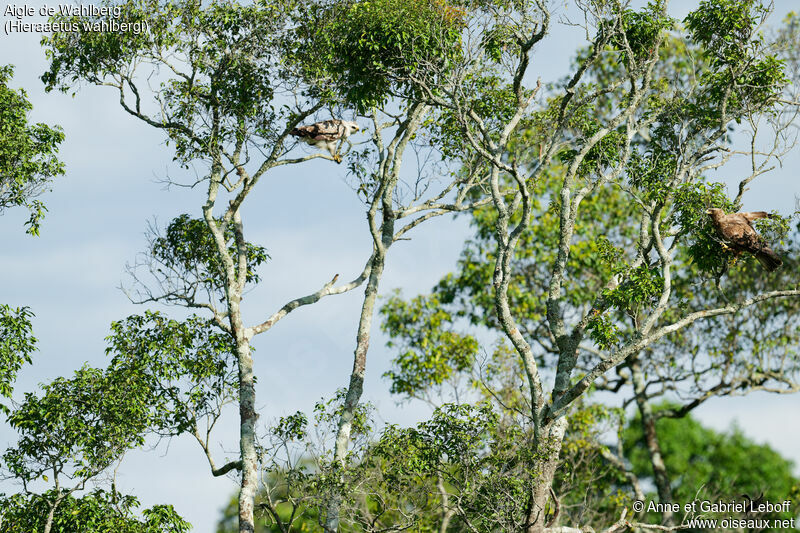 Wahlberg's Eagle