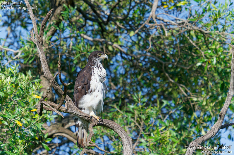 Aigle fasciéadulte