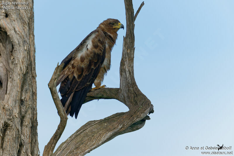 Aigle ravisseur