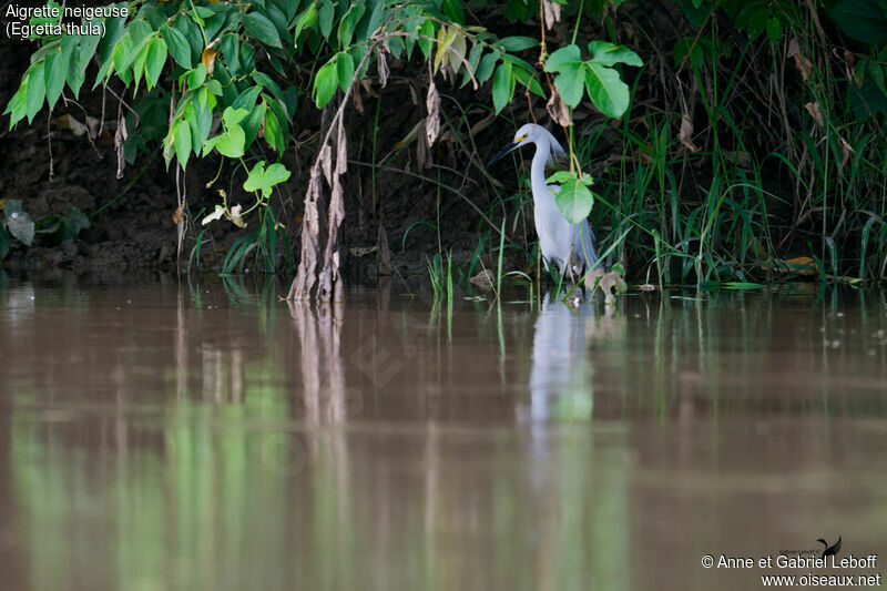 Snowy Egret