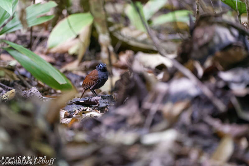 Chestnut-backed Antbird male adult, habitat