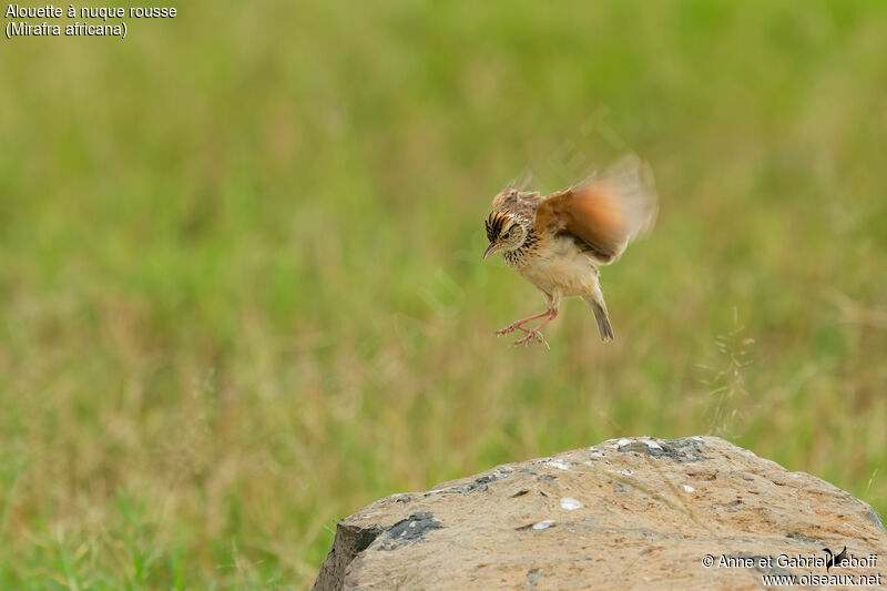 Rufous-naped Lark