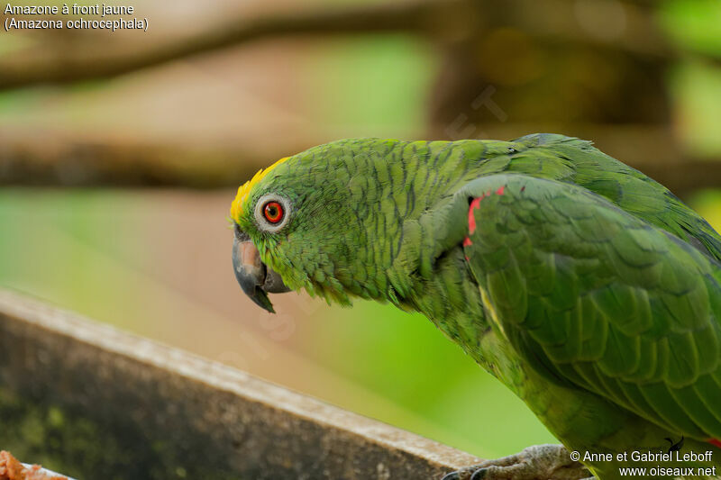 Yellow-crowned Amazonadult