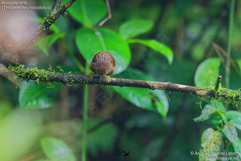 Striped Treehunter