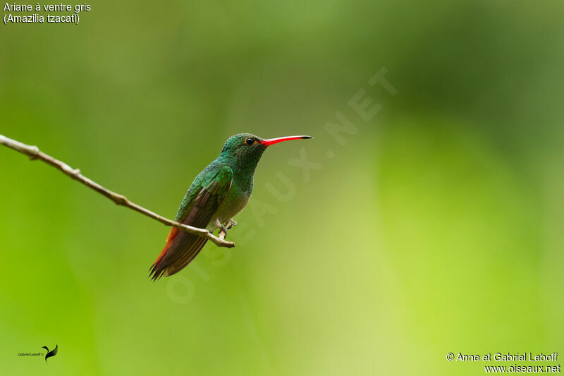 Rufous-tailed Hummingbird male adult